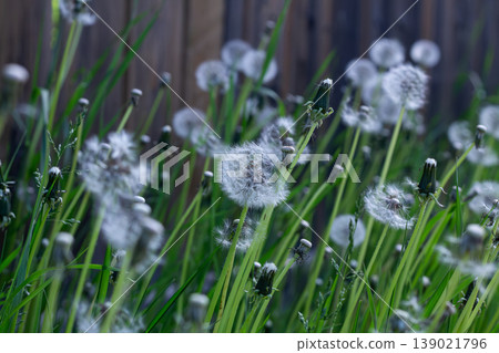 Various Stages Of Dandelion Seedheads In The Alley Various Stages Of Dandelion Seedheads In The Alley 139021796