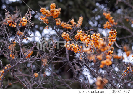Winter Wildlife Food Source Of Seabuckthorn Berries Winter Wildlife Food Source Of Seabuckthorn Berries 139021797