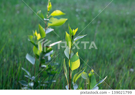 Tender Young Balsam Poplar Suckers Tender Young Balsam Poplar Suckers 139021799
