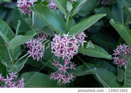 Showy Milkweed, Host Plant For Butterflies Showy Milkweed, Host Plant For Butterflies 139021802