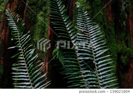 Western Swordfern Fronds Leaned Against Redwood Western Swordfern Fronds Leaned Against Redwood 139021804