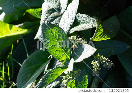 Detailed And Contrasted Veins Of Green Comfrey Leaves 139021805