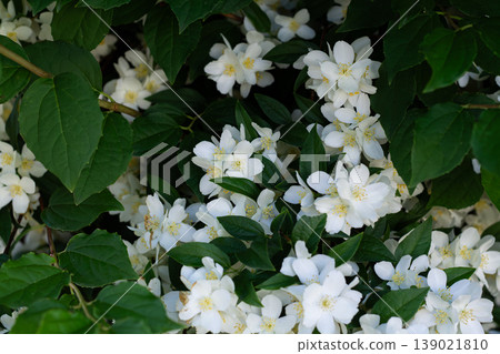 The Beautiful Sweet Mock Orange The Beautiful Sweet Mock Orange 139021810