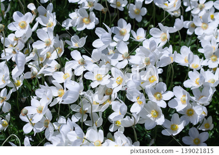 Beautiful Background Of Many Snowdrop Anemone Blossoms Beautiful Background Of Many Snowdrop Anemone Blossoms 139021815