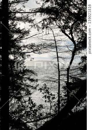 Pacific Ocean View Framed By Silhouetted Forest Pacific Ocean View Framed By Silhouetted Forest 139021816