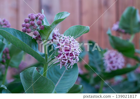 Showy Milkweed, Host Plant For Butterflies Showy Milkweed, Host Plant For Butterflies 139021817
