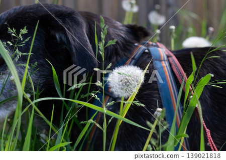 Senior Pet Dog On A Walk In Tall Weeds Senior Pet Dog On A Walk In Tall Weeds 139021818