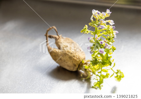 春天從蘿蔔裡長出的嫩芽茁壯成長，並開花結果。 139021825