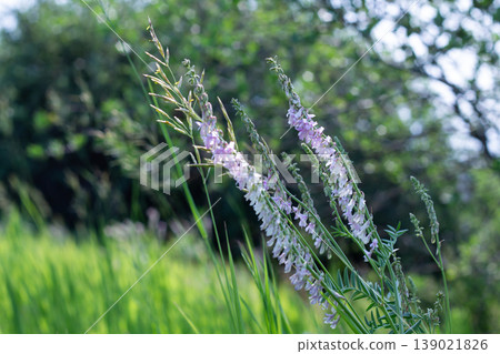 Alpine Sweetvetch Growing In A Meadow Alpine Sweetvetch Growing In A Meadow 139021826