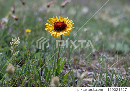 Common Blanketflower, A Striking Yellow Wildflower 139021827