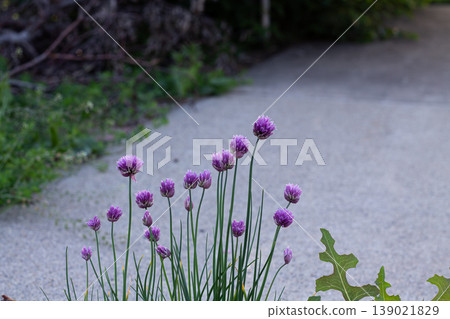 Back Alley Onion Chives And Purple Blossoms Back Alley Onion Chives And Purple Blossoms 139021829
