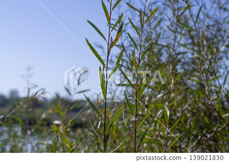 Interior Sandbar Willow By A Storm Pond Interior Sandbar Willow By A Storm Pond 139021830