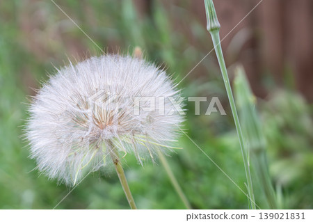 Detailed Macro Closeup Of Yellow Salsify Seedhead Detailed Macro Closeup Of Yellow Salsify Seedhead 139021831