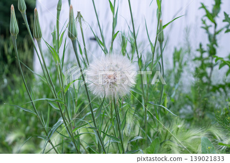 Yellow Salsify Seed Head And Buds Yellow Salsify Seed Head And Buds 139021833