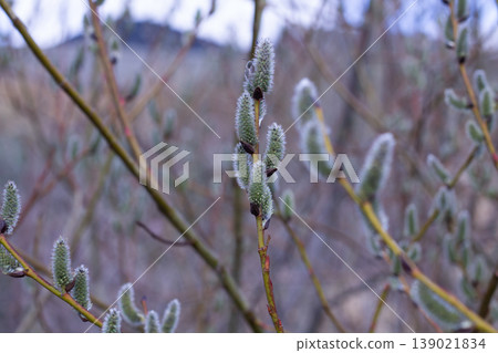 Early Spring Soft Fuzzy Pussywillow Catkins Early Spring Soft Fuzzy Pussywillow Catkins 139021834