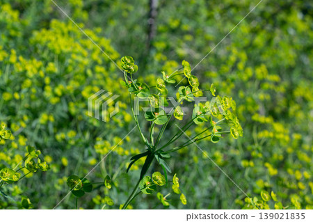 Bright And Verdant Leafy Spurge Meadow 139021835
