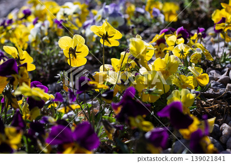 Brightened By Sunlight Yellow Pansy Flowers Brightened By Sunlight Yellow Pansy Flowers 139021841