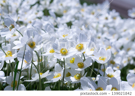 Dense Planting Of Bright Snowdrop Anemone Dense Planting Of Bright Snowdrop Anemone 139021842