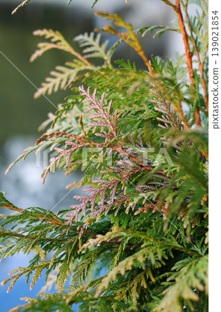 Closeup Of Western Red Cedar Closeup Of Western Red Cedar 139021854