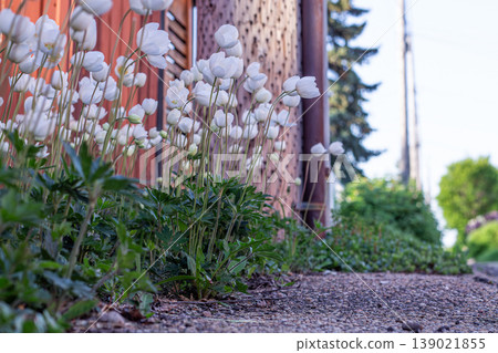 Profile Of Snowdrop Anemone In Back Alley 139021855