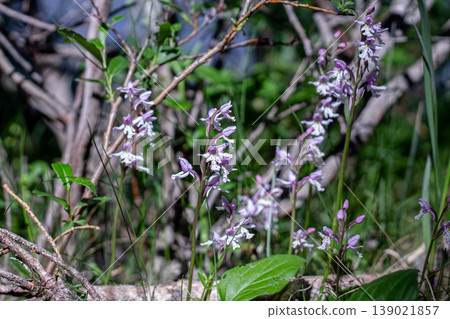 The Obscure Yet Stunning Roundleaf Orchid The Obscure Yet Stunning Roundleaf Orchid 139021857