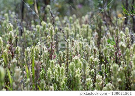 Dense Stand Of Western Paintbrush Among Their Host Willows Dense Stand Of Western Paintbrush Among Their Host Willows 139021861