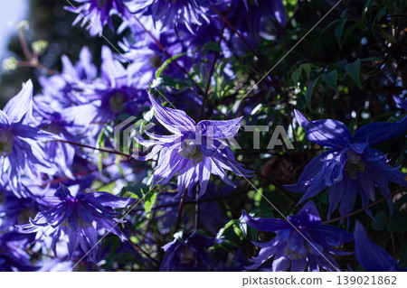 Sparky Blue Clematis Blooming In Summer Sun Sparky Blue Clematis Blooming In Summer Sun 139021862