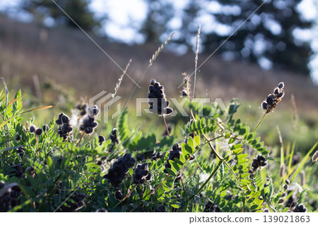 Black Seed Pods Of Cicer Milkvetch Black Seed Pods Of Cicer Milkvetch 139021863