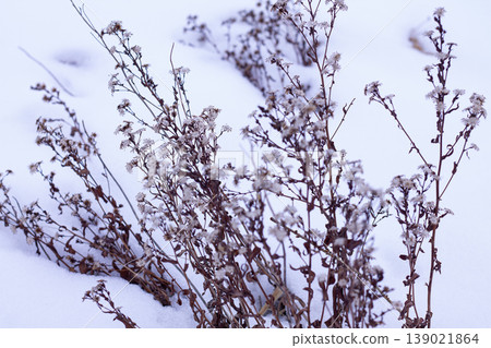 Showy Aster Flower And Stem Remains In Winter Showy Aster Flower And Stem Remains In Winter 139021864