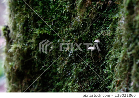 Bark Bonnet Mushrooms On A Mossy Tree Trunk 139021866