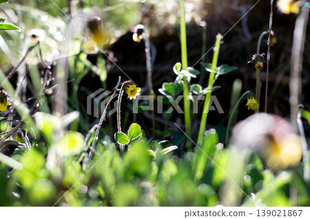 Fresh Dawn Sunlight On The Yellow Mountain-Avens Fresh Dawn Sunlight On The Yellow Mountain-Avens 139021867
