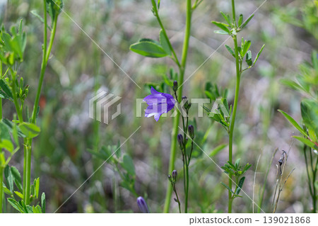 Lovely Harebell In A Mountain Meadow Lovely Harebell In A Mountain Meadow 139021868