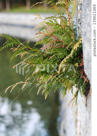 Western Red Cedar On The Seawall Western Red Cedar On The Seawall 139021869