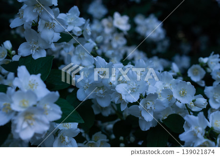 Sweet Mock Orange In Shade Sweet Mock Orange In Shade 139021874