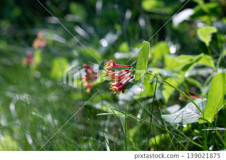 Beautiful Red Flowers Of A Twining Honeysuckle Beautiful Red Flowers Of A Twining Honeysuckle 139021875
