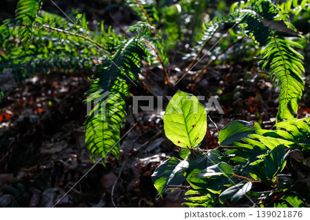 Salal Leaf Amidst Western Swordferns 139021876
