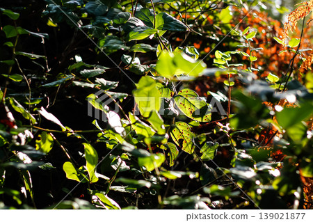 Dead Bracken And Evergreen Salal Dead Bracken And Evergreen Salal 139021877