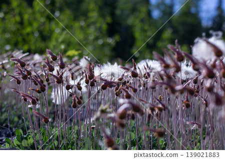 Fluffy Seedheads Of The Yellow Mountain-Avens Fluffy Seedheads Of The Yellow Mountain-Avens 139021883