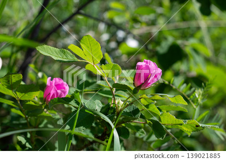 Opening Wild Rosebuds In June Opening Wild Rosebuds In June 139021885