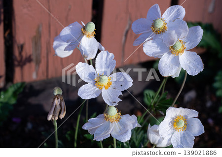 Slightly Fading Flowers Of Snowdrop Anemone Slightly Fading Flowers Of Snowdrop Anemone 139021886