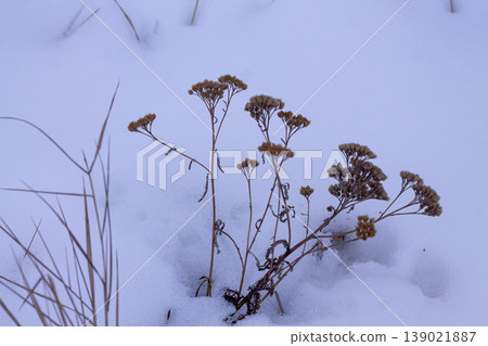 Last Year's Dry Yarrow Flowers In The Snow Last Year's Dry Yarrow Flowers In The Snow 139021887