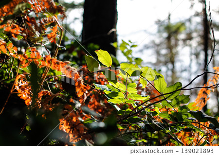 Dead Bracken And Evergreen Salal Dead Bracken And Evergreen Salal 139021893