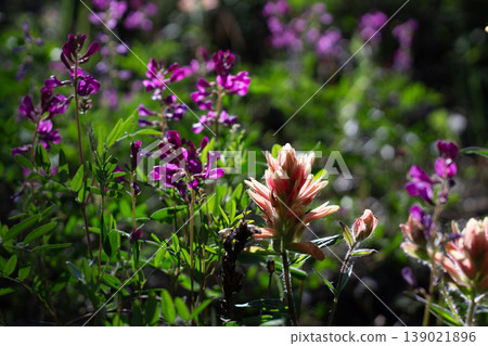 Great Red Paintbrush And Boreal Sweetvetch In A Meadow 139021896