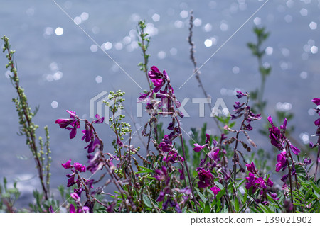 Boreal Sweetvetch Along The Riverside 139021902