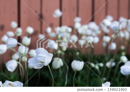 Light And Delicate Snowdrop Anemone By Red Backyard Fence 139021903