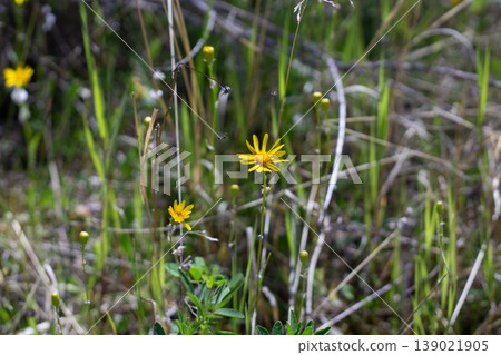 Tiny Black Bees Investigate Balsam Ragwort Flowers Tiny Black Bees Investigate Balsam Ragwort Flowers 139021905