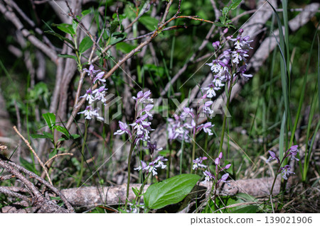 The Obscure Yet Stunning Roundleaf Orchid The Obscure Yet Stunning Roundleaf Orchid 139021906