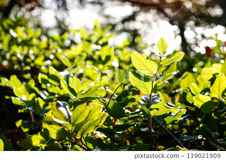 Salal Foliage And Sunny Bokeh 139021909