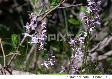 Small Roundleaf Orchid Purple Blossoms Small Roundleaf Orchid Purple Blossoms 139021910