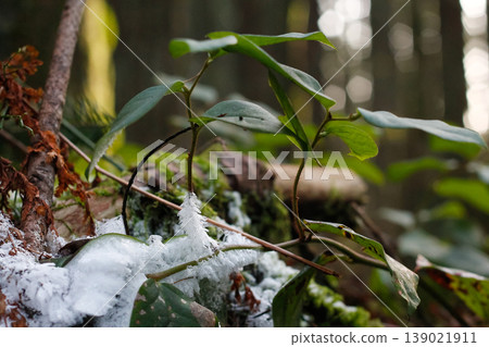 Salal Branch Covered In Ice Crystals Salal Branch Covered In Ice Crystals 139021911